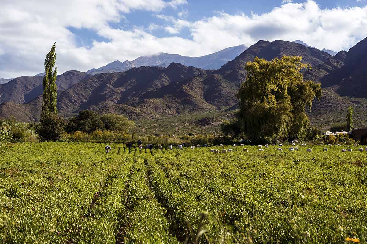 Paysage de la région de Salta