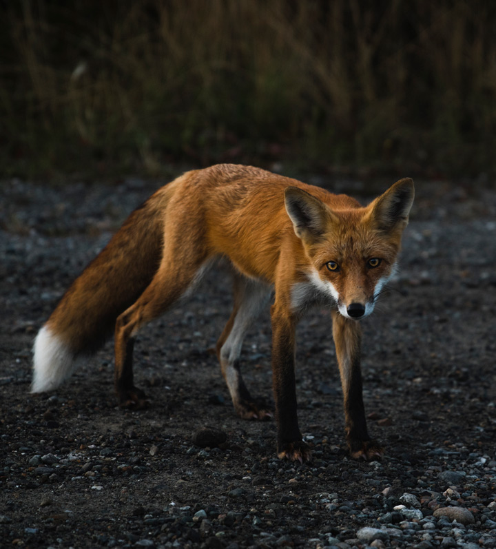 Renard au canada