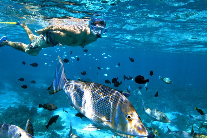 plonger avec le requin-baleine à Ningaloo Reef