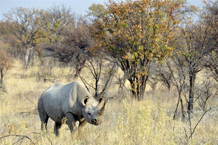 Rhinocéros noir