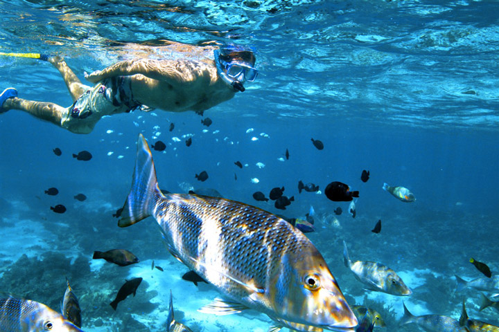 Snorkelling dans la barrière de corail 