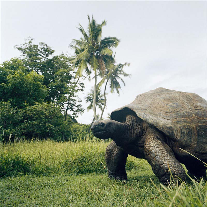 Tortue aux seychelles