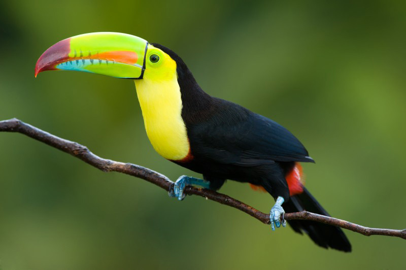 Voir des toucans au costa rica