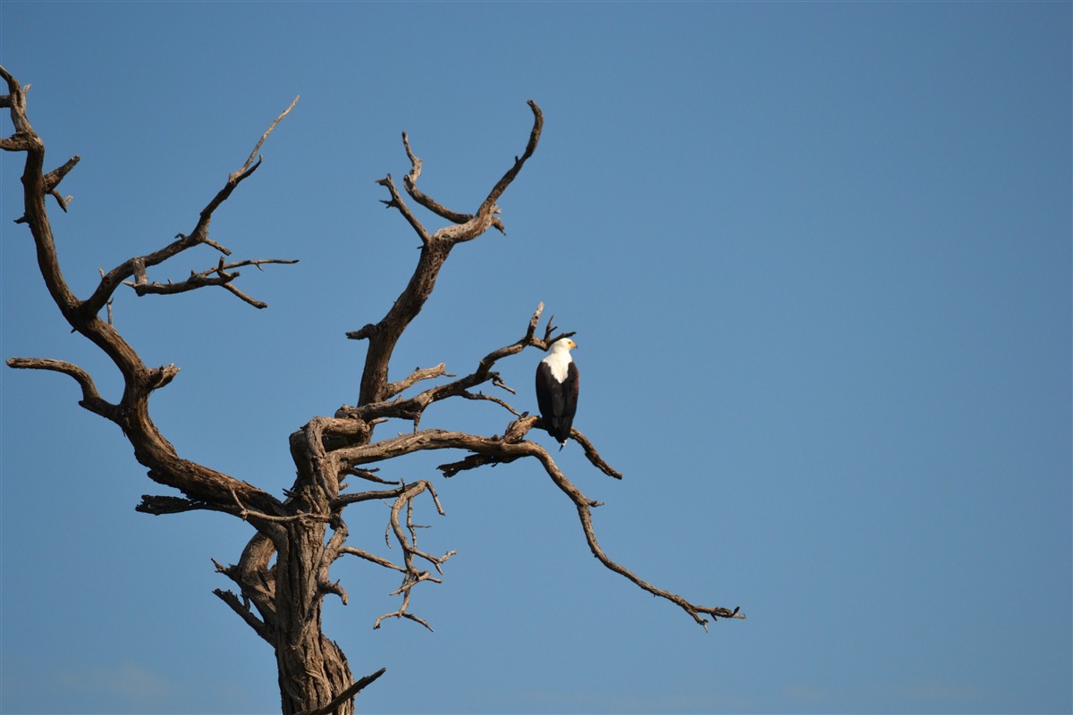 vautour à tête blanche