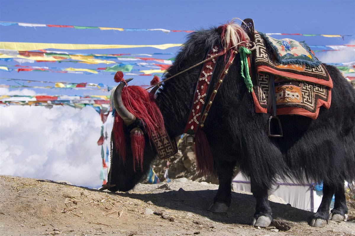 Yak Tibet