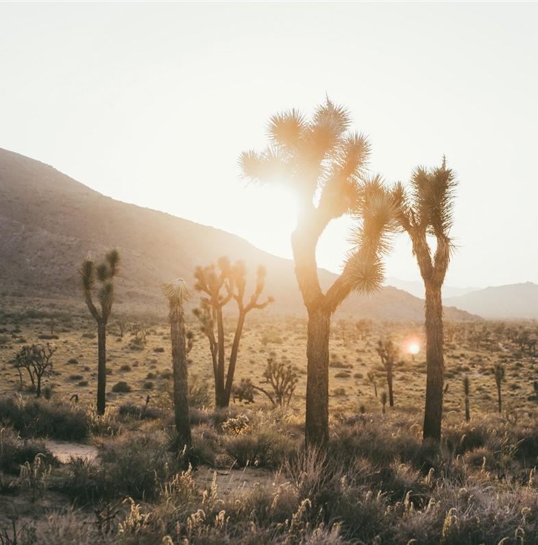 24 heures à Joshua Tree