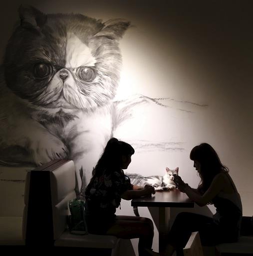 A Tokyo, la folie « neko »