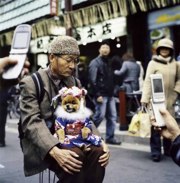 Les chiens, divas des villes japonaises