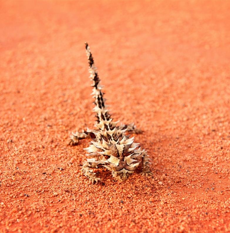 Ces animaux que vous ne verrez qu'en Australie