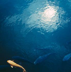 Japon, éloge d'un monde flottant