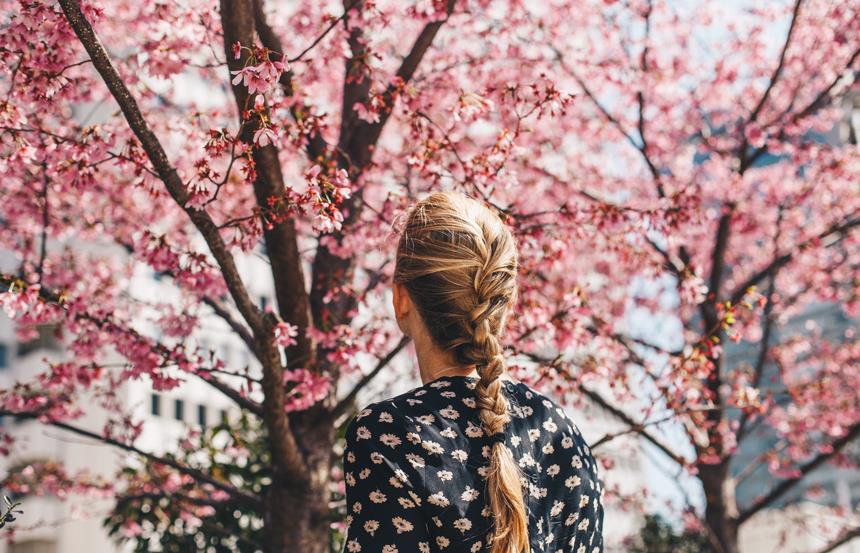 Les 10 meilleurs spots pour admirer les cerisiers en fleurs