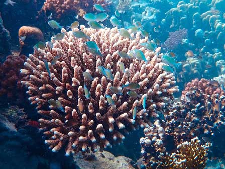 Un grain de corail face au changement climatique