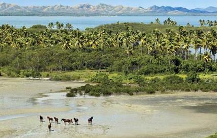 Des jungles et des lagons