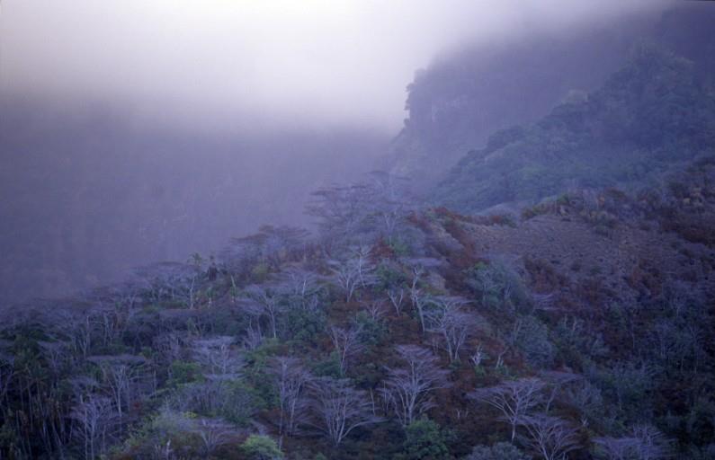 Polynésie, Îles plurielles et singulières