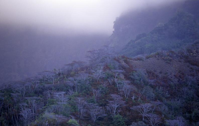 Polynésie, Îles plurielles et singulières