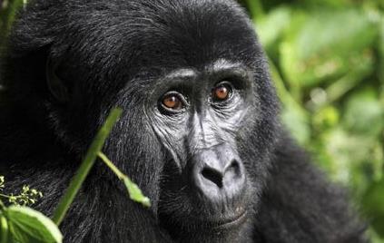 Rencontres avec les gorilles en Ouganda