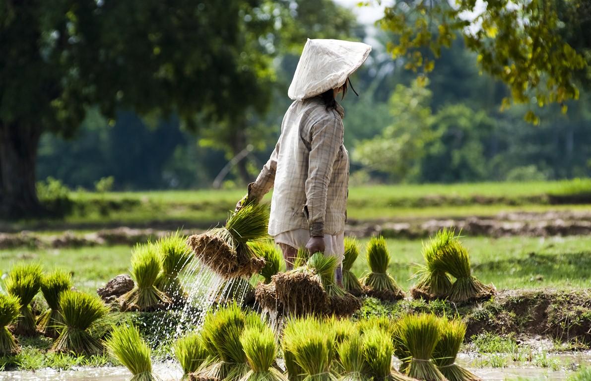 A vivre au Laos et nulle part ailleurs
