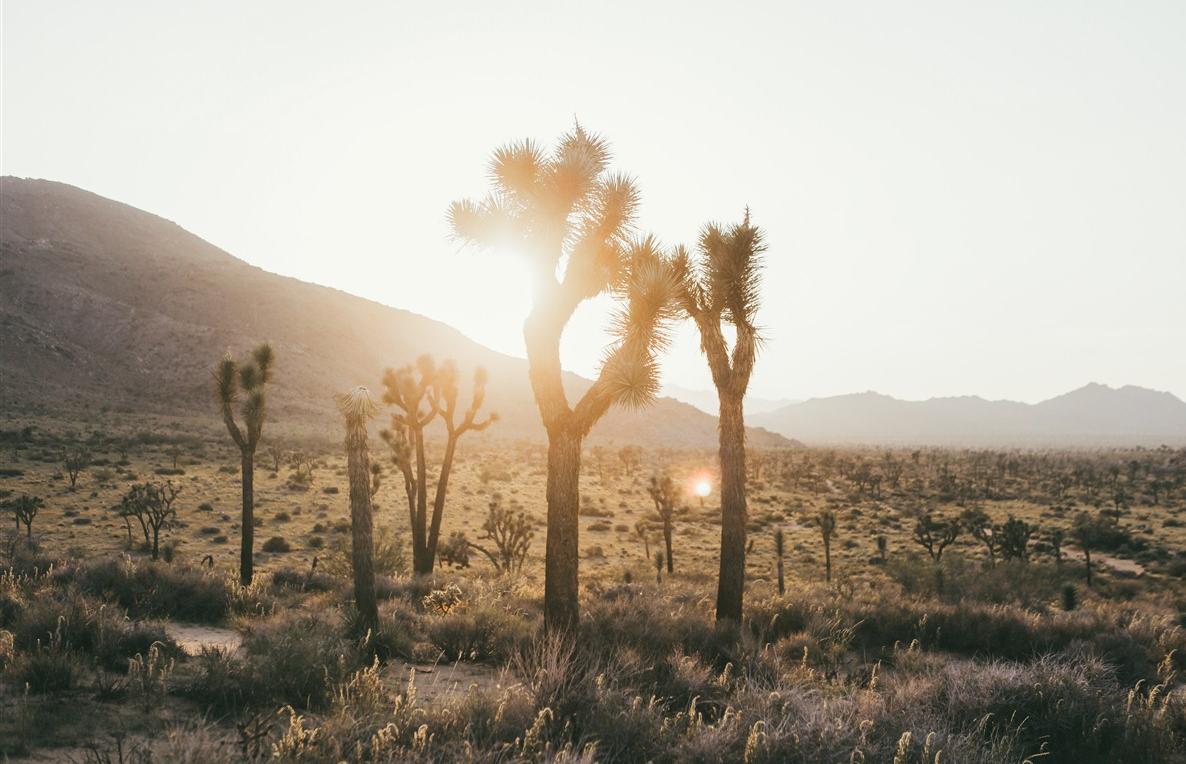 24 heures à Joshua Tree